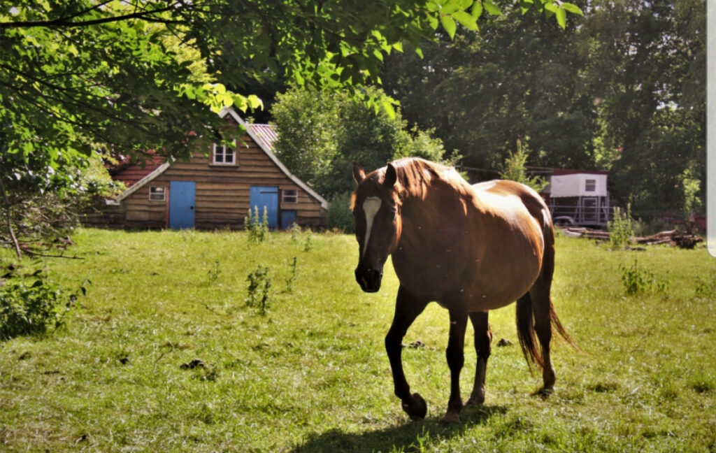 Discover Ostfriesland