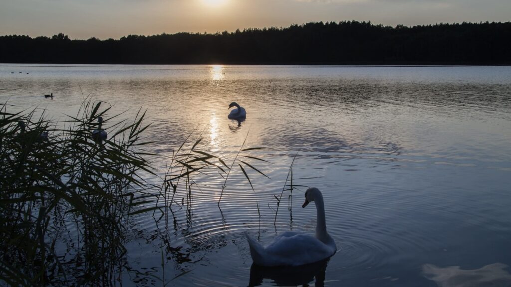 campingplatz müritz