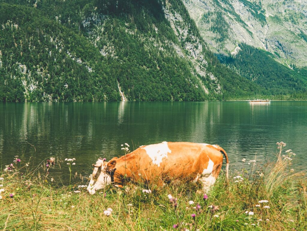 Campingplatz Königssee