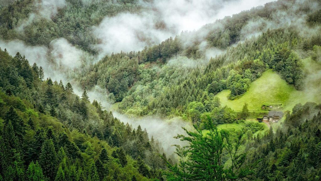 fkk-camping baden-württemberg wald nebel