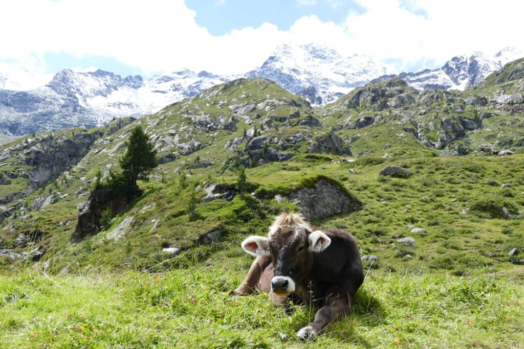 fkk camping österreich kuh