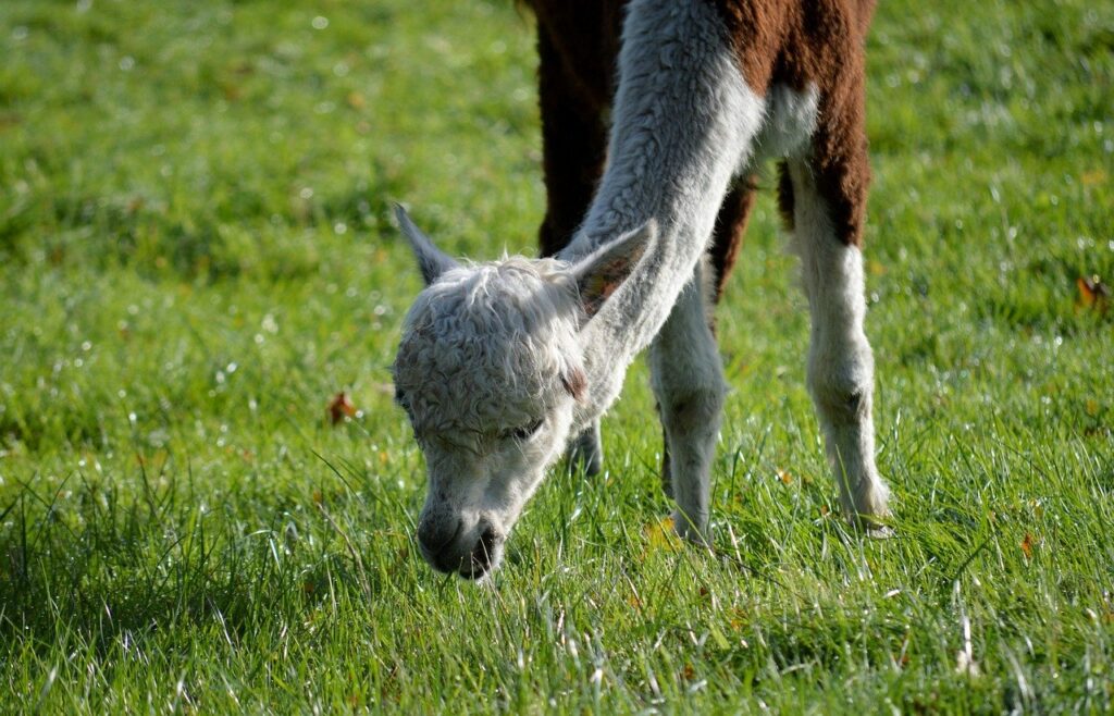 steinhuder_meer_lama