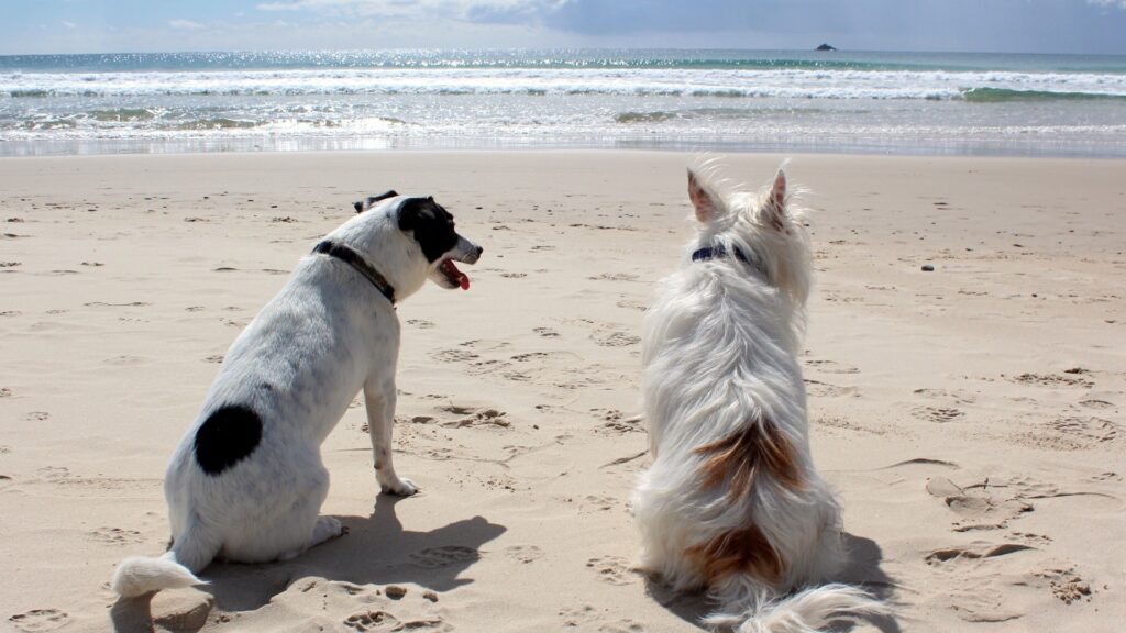 campingplatz holland am meer mit hund und pool hunde strand