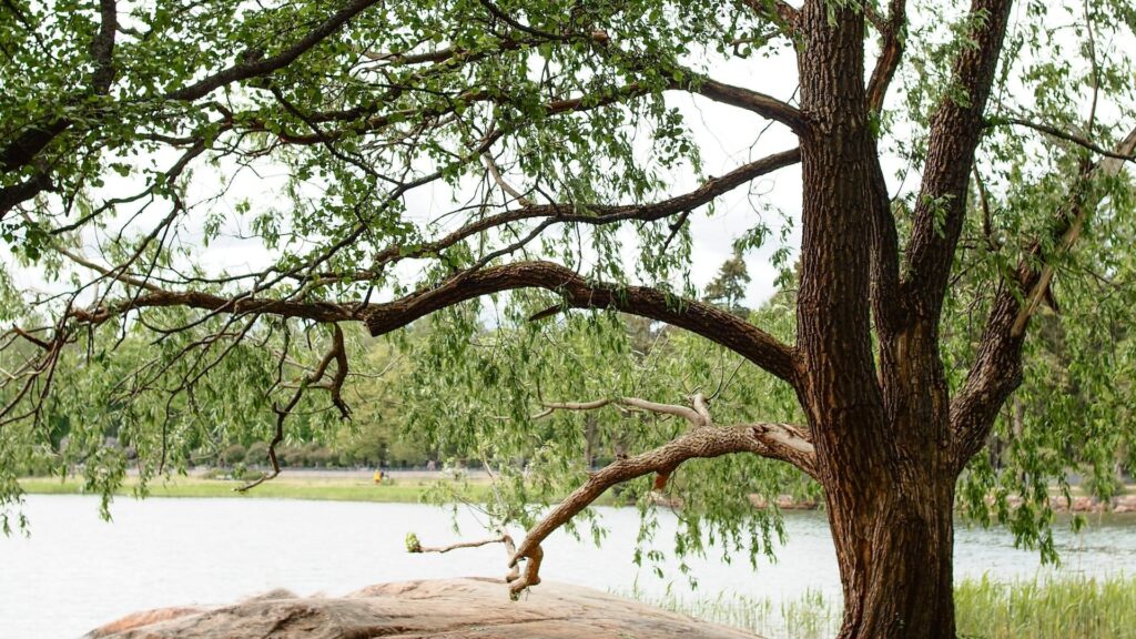 fkk camping thüringer wald baum