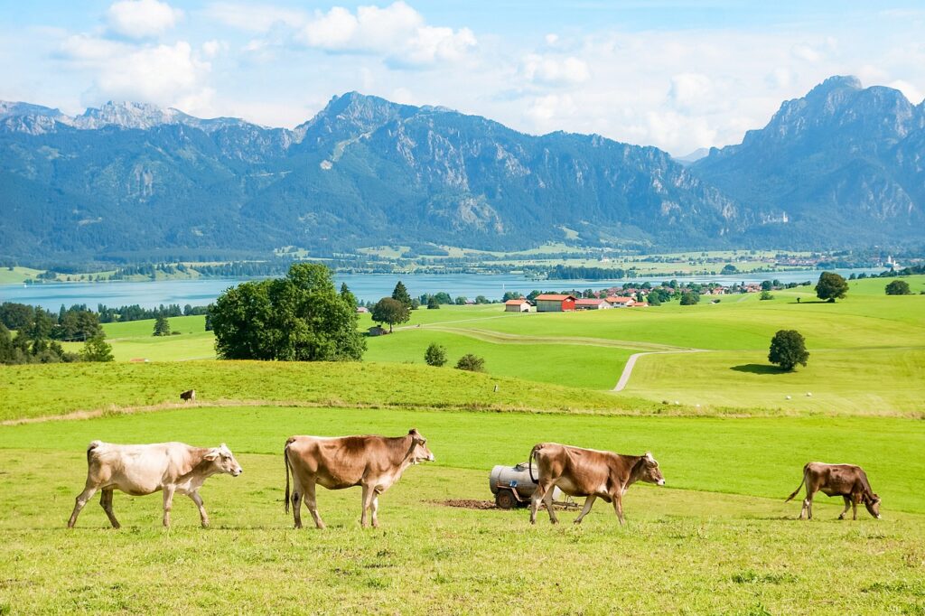 Allgäu-Brunnen-Kühe