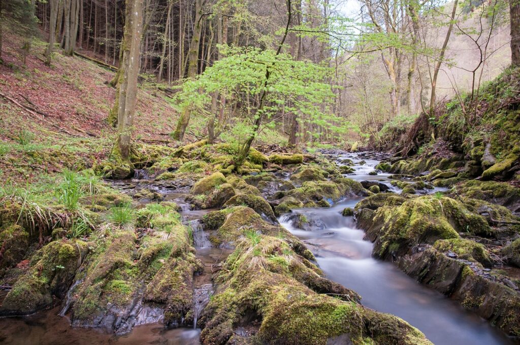 Nationalpark-Eifel