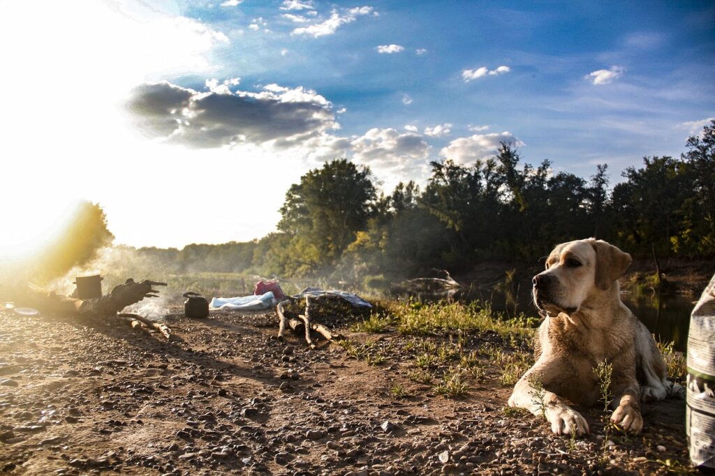 Labrador