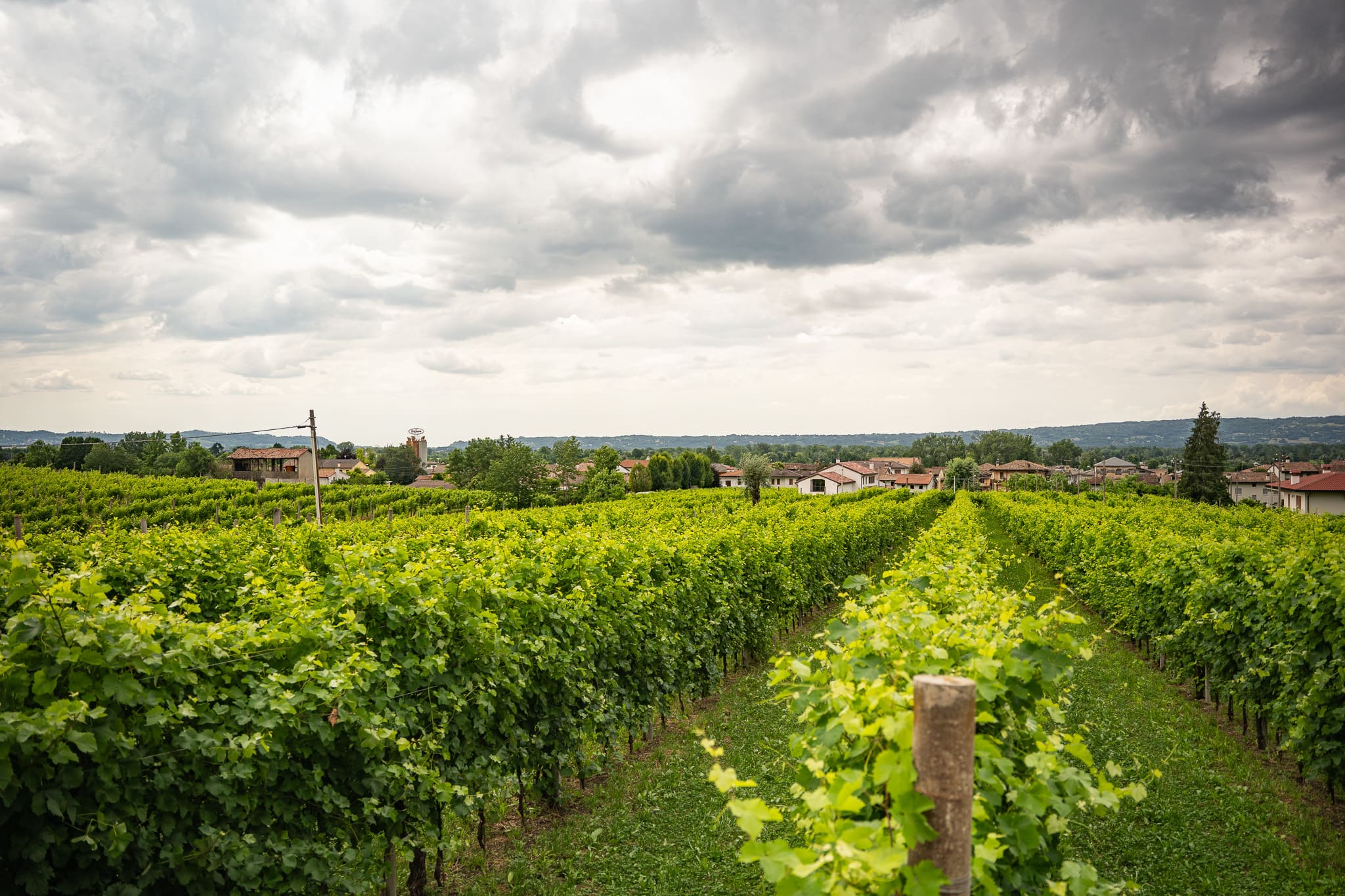 Etrusco Italien Roadtrip Weinberg