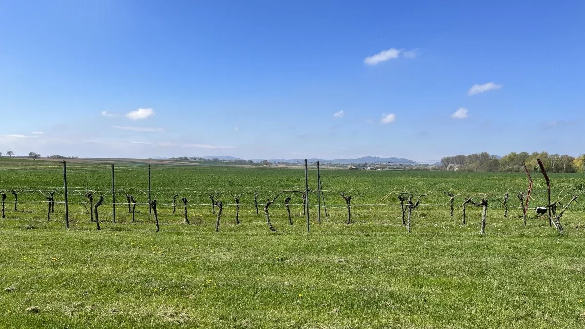 Stellplatz bei Steinweiler